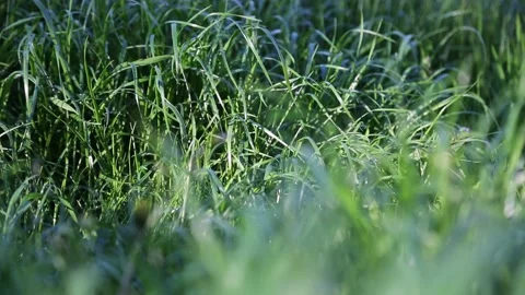 Fresh green grass Video stock 131091473