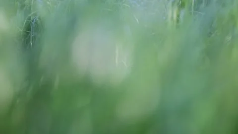 Fresh green grass Video stock 131091485
