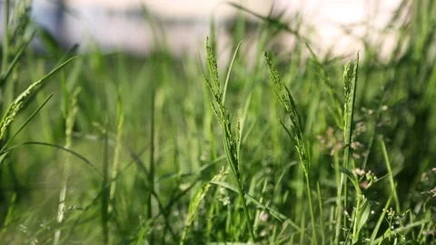 Fresh green grass Video stock 131091582