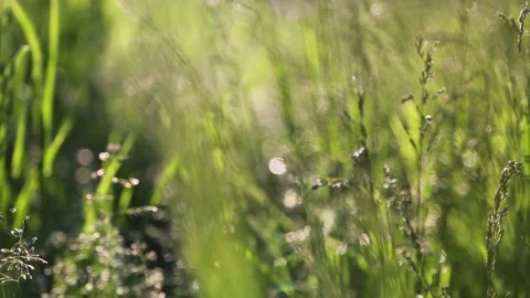 Fresh green grass Video stock 131091612