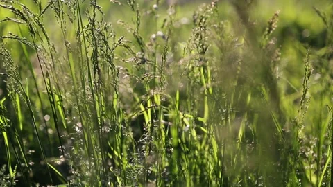 Fresh green grass Video stock 131091613
