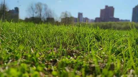 Fresh green grass Stock Footage 153800292