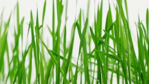 Fresh green grass Видео 155191627