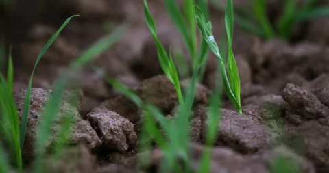 Fresh green grass Stock Footage 189196913