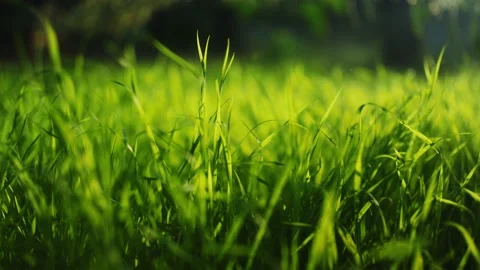 Fresh green grass. 動画素材 219095560