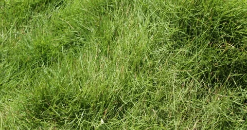 Fresh Green Grass Stock Footage 250535380