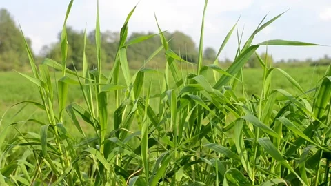 Fresh green grass. Stock Footage 281578737
