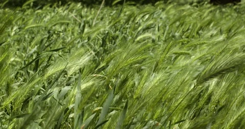 Fresh green grass Stock Footage 339321668
