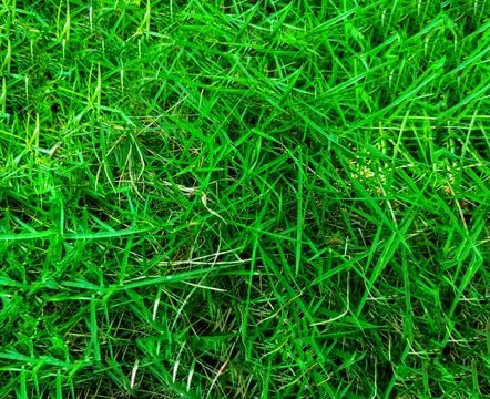 Fresh Green Grass Full Frame Natural Lawn Texture Background from Above Stock Photos