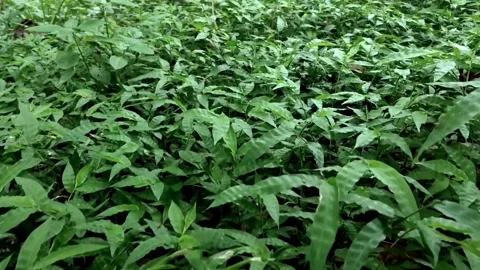 Fresh green grass in the garden Stock Footage 221531983