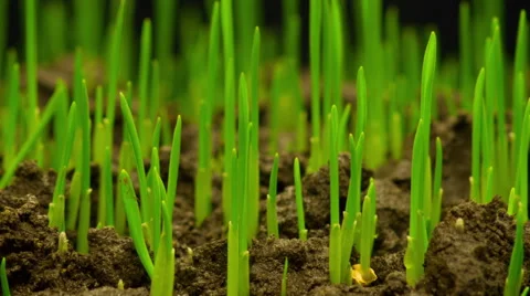Fresh Green Grass Growing Stock Footage