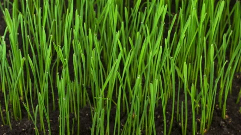 Fresh Green Grass Growing Stock Footage 140348256