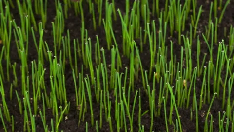 Fresh Green Grass Growing 库存影片 141287429