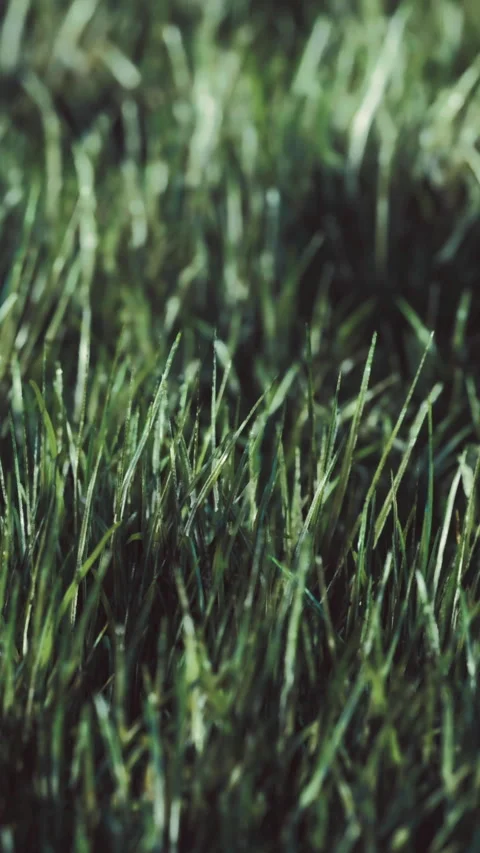 Fresh green grass grows in bright sunlight in a backyard during spring season Stock Footage 334261420