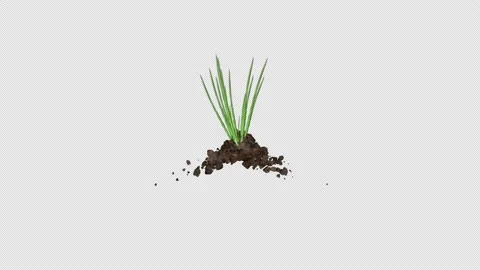 Fresh green grass grows from brown soil, 3d simulation. Accelerated growing from Stock Footage 213685546