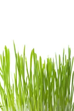 Fresh green grass isolated Stock Photos