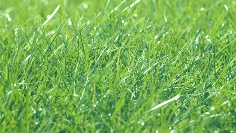 Fresh green grass lawn in the rays of sun, bright vibrant natural season Stock Footage 134745199