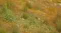 Fresh green grass in meadow, organic herbal tea for healthcare, eco cosmetology HD Footage
