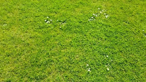 Fresh green grass natural background texture Stock Footage 106930309