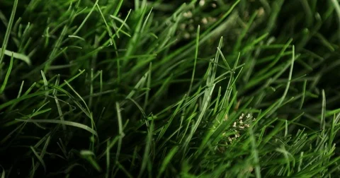 Fresh Green Grass Night Stock Footage
