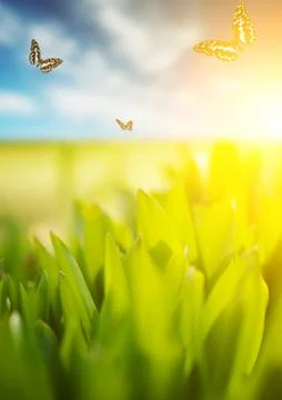 Fresh green grass over cloudy sky Stock Illustration