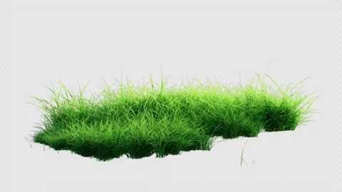 Fresh Green Grass Patch Swaying in Wind Loop on Alpha Channel. Stock Footage 339828038