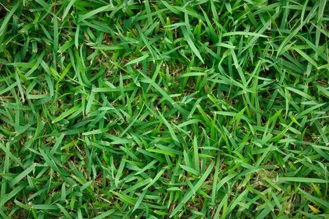 Fresh green grass for pattern and background Stock Photos
