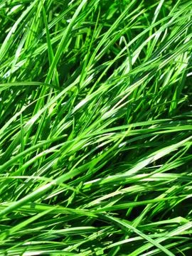 Fresh green grass Stock Photos