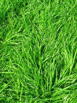 Fresh green grass Stock Photos