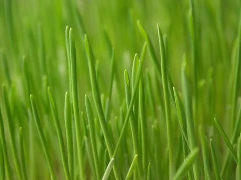 Fresh green grass Stock Photos
