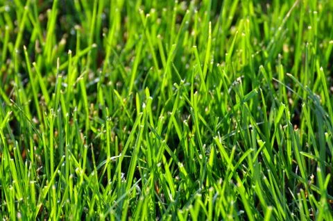 Fresh Green Grass Stock Photos