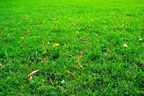 Fresh green grass Stock Photos