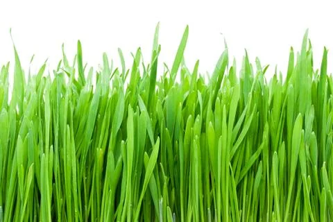 Fresh green grass Stock Photos