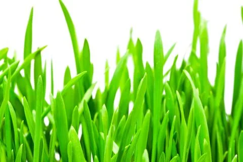 Fresh green grass Stock Photos
