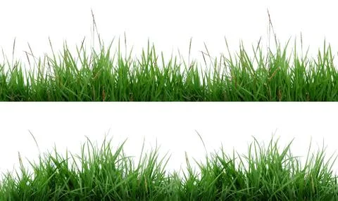 Fresh green grass Foto stock