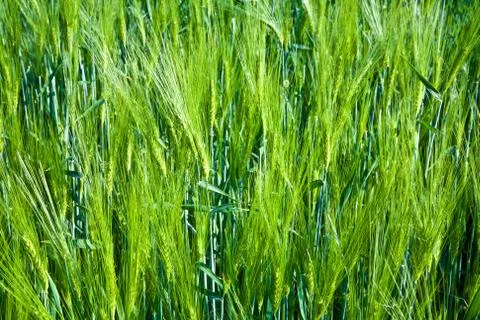 Fresh green grass Stock Photos