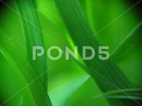 Fresh green grass Stock Photos