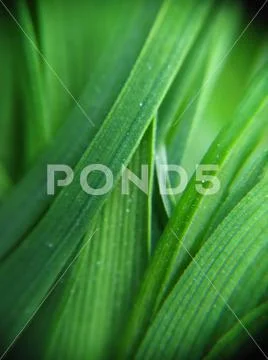 Fresh green grass Stock Photos