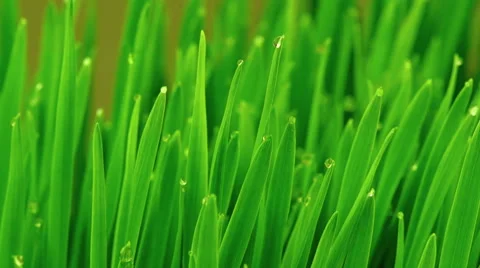 Fresh Green Grass with Raindrops Stock Footage 47138364