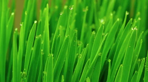 Fresh Green Grass with Raindrops Video stock 47138481