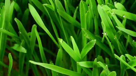 Fresh Green Grass with Raindrops Stock Footage 47841779