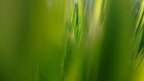 Fresh green grass in raindrops in spring garden. Stock Footage 239091574