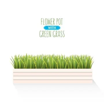 Fresh green grass in a rectangular pot. Element of home decor. The symbol of Stock Illustration