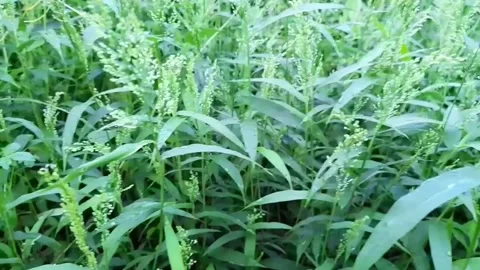 Fresh green grass, seen from the front by moving slowly Stock Footage 174700346