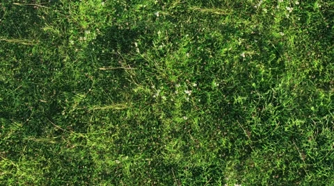 Fresh green grass shot from top view Video stock 55201284
