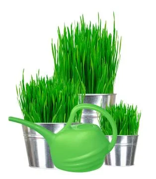 Fresh green grass in small metal buckets and water can isolated on white Stock Photos