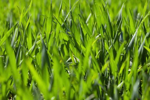 Fresh green grass. Spring background Stock Photos