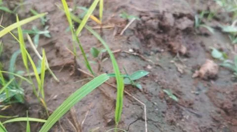 Fresh Green Grass Sprouting from Wet Muddy Agricultural Soil Foto stock