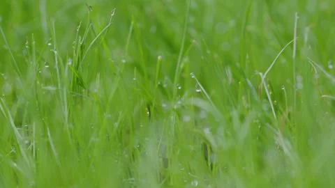 Fresh green grass sprouts thrive in rich garden soil under gentle sunlight Stock Footage 314989160