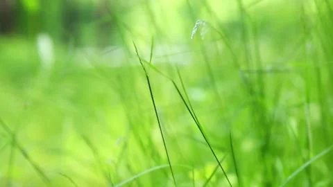 Fresh green grass swaying gently in natural breeze Видео 313253737